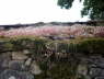 P1190523_B
